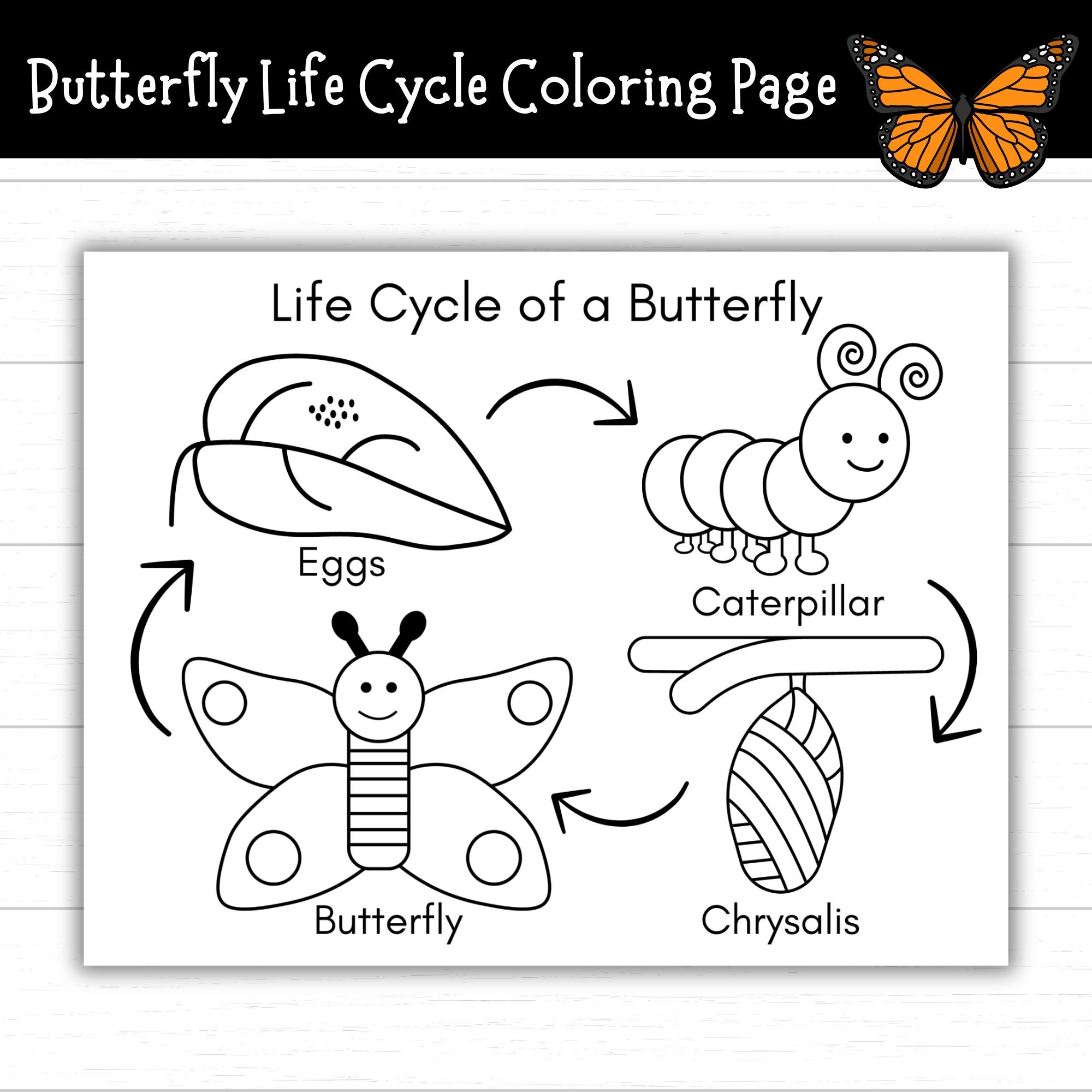 Butterfly Life Cycle Coloring Page Printable Life Cycle Of A Butterfly Activities Life Cycles Butterfly Activities Monarch Etsy Sweden
