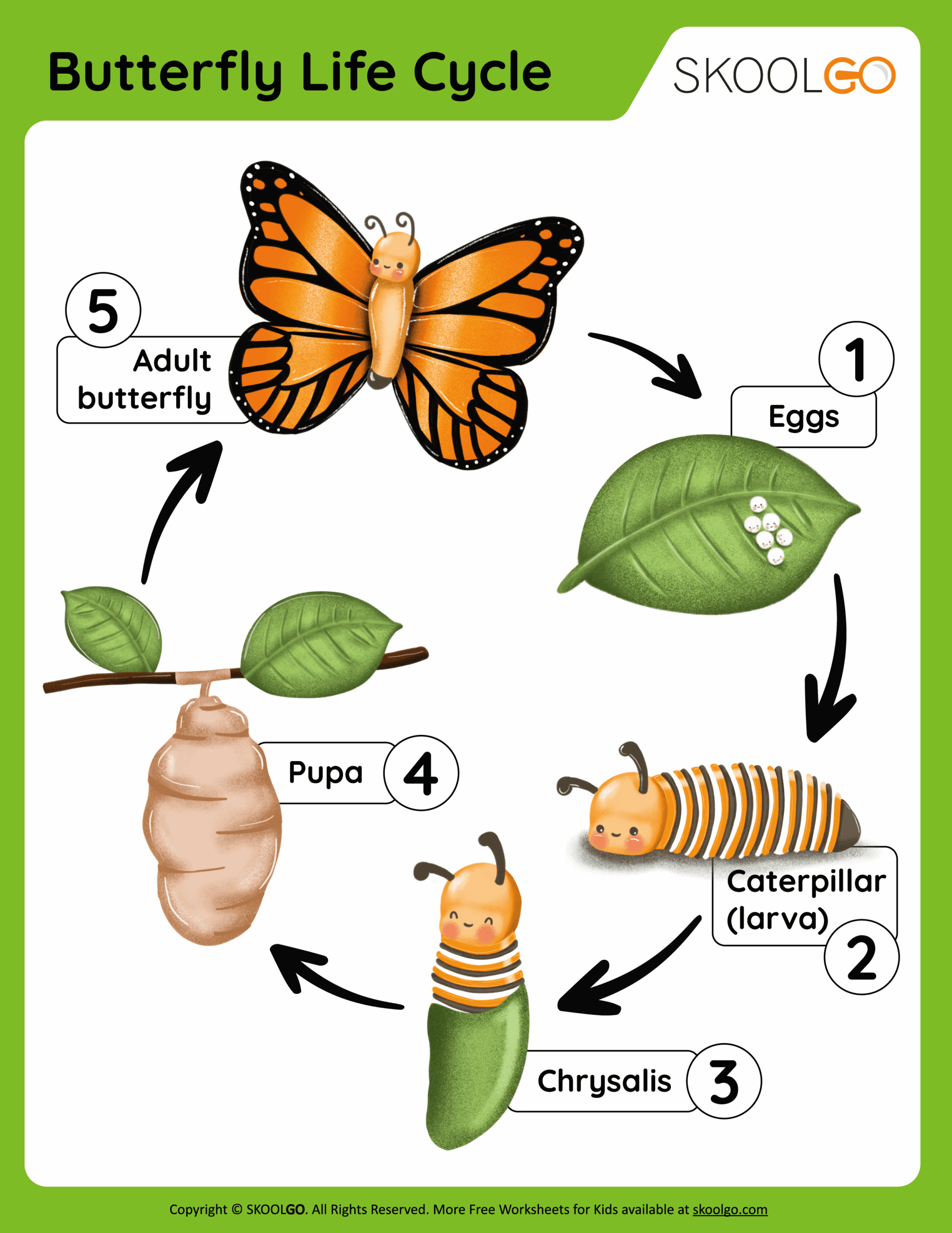 Life Cycle Of A Butterfly Printables