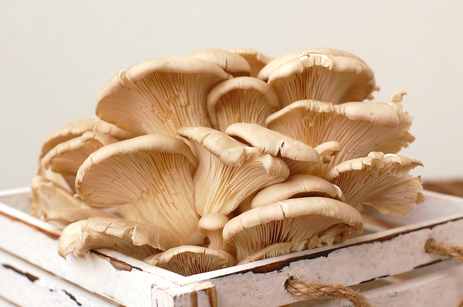 Printable Edible Mushrooms In Michigan