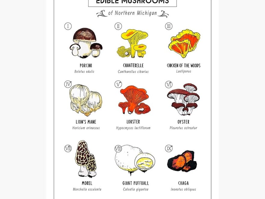 Edible Mushrooms Of Northern Michigan Art Print For Sale By Hcmilkie Redbubble