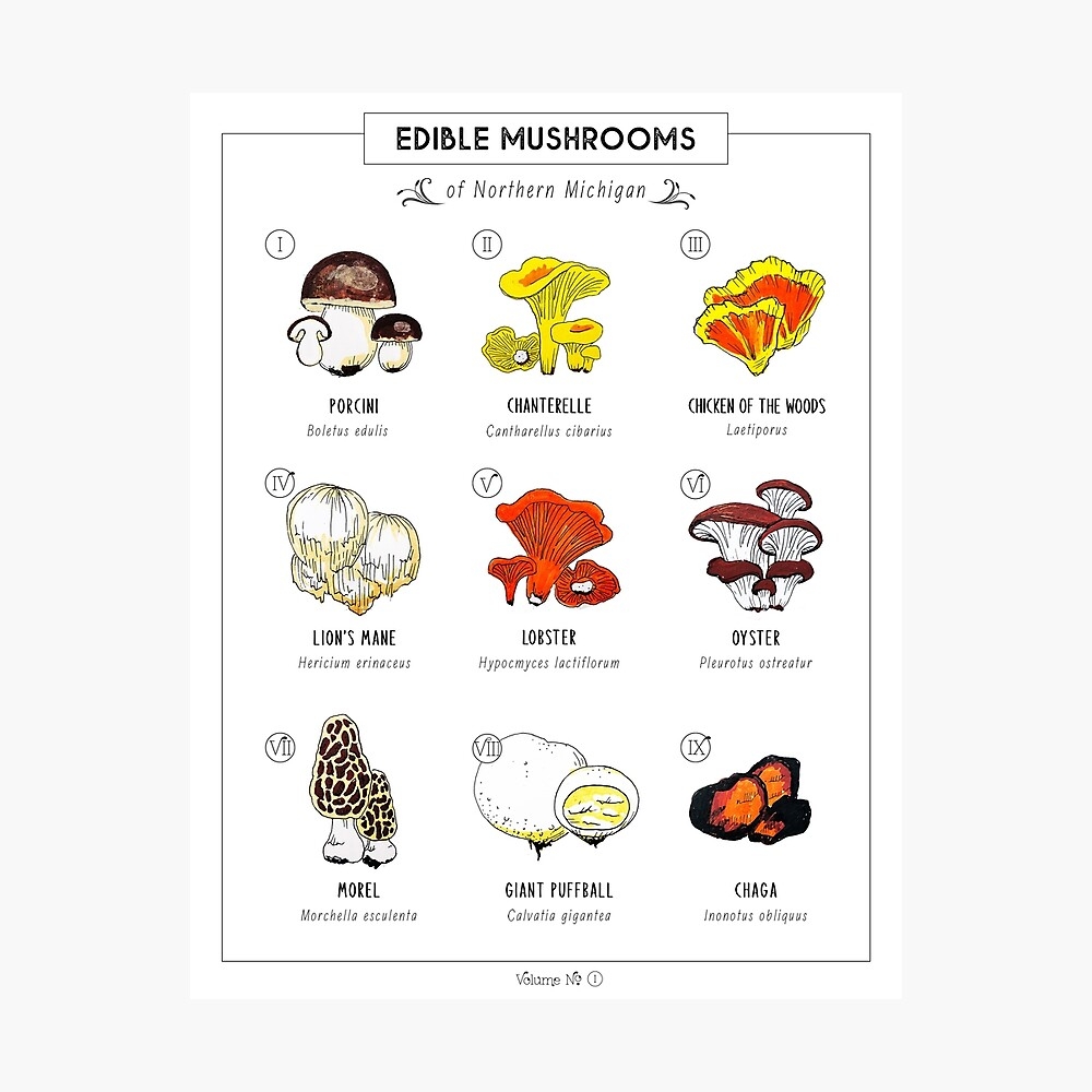 Edible Mushrooms Of Northern Michigan Art Print For Sale By Hcmilkie Redbubble