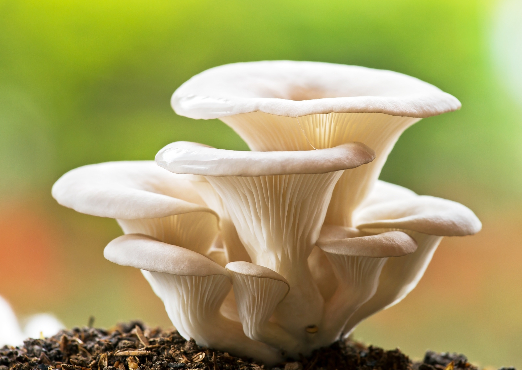 Fall Mushrooms Safely Forage And Prepare Grit