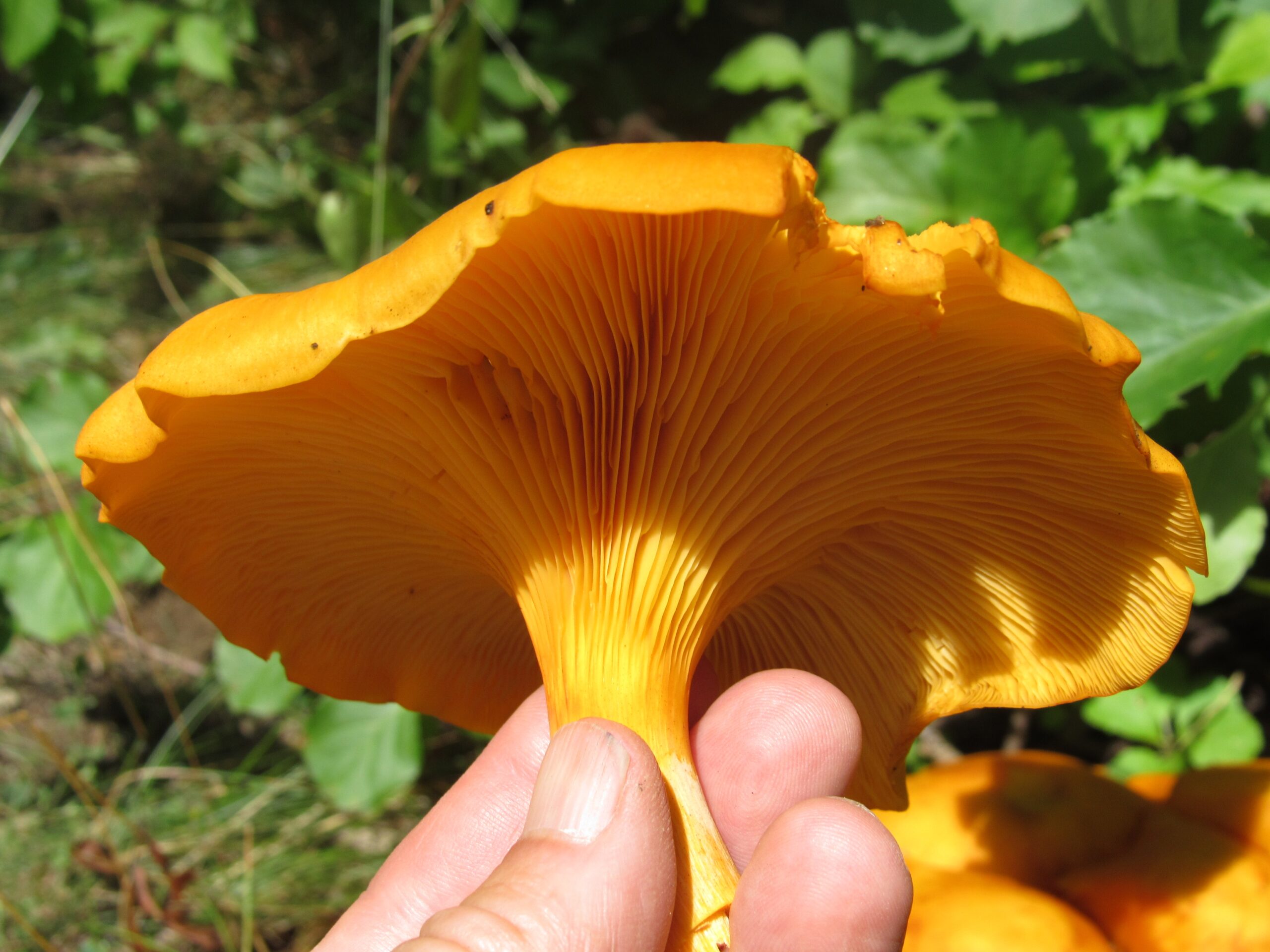 Jack O Lanterns Fantastic Fungi Fruit Bodies To Forgo Oakland County Blog