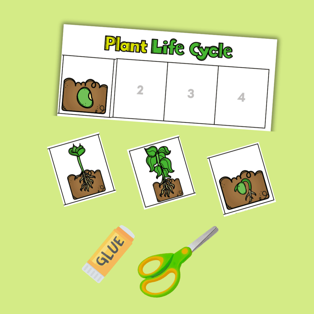 Life Cycle Of A Plant Worksheet Download Now