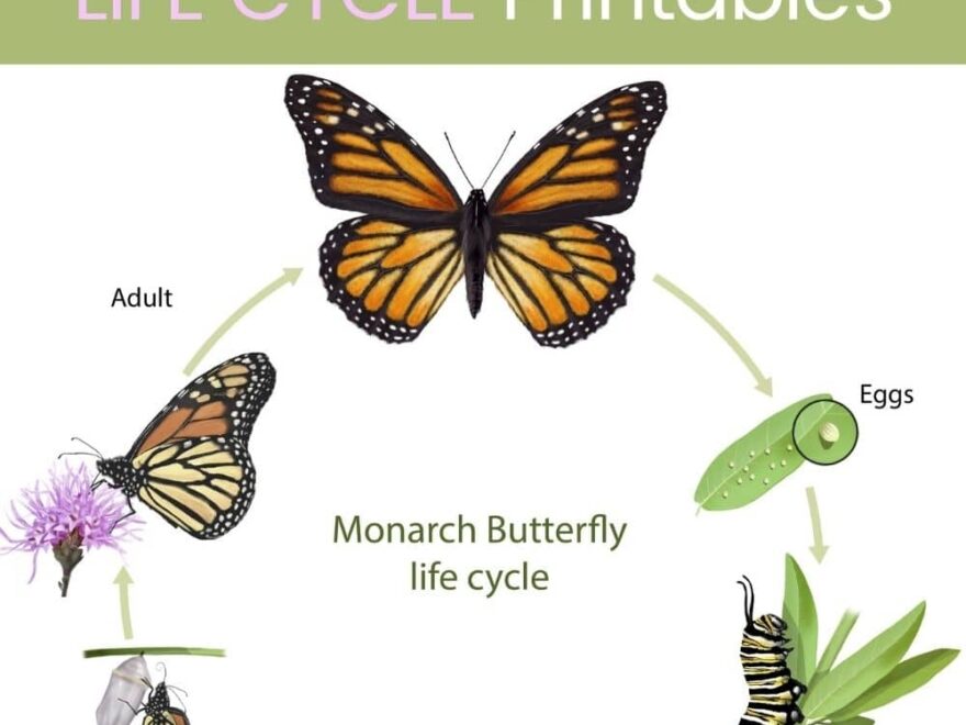 Playdough Butterfly Life Cycle Activities and Free Pack