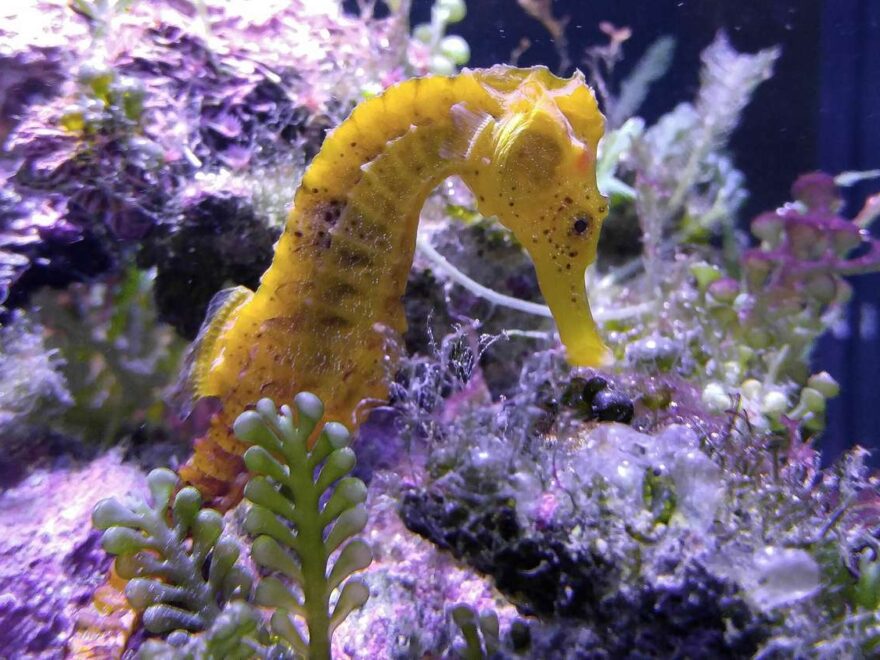Seahorse Wordsearch Vocabulary Crossword And More