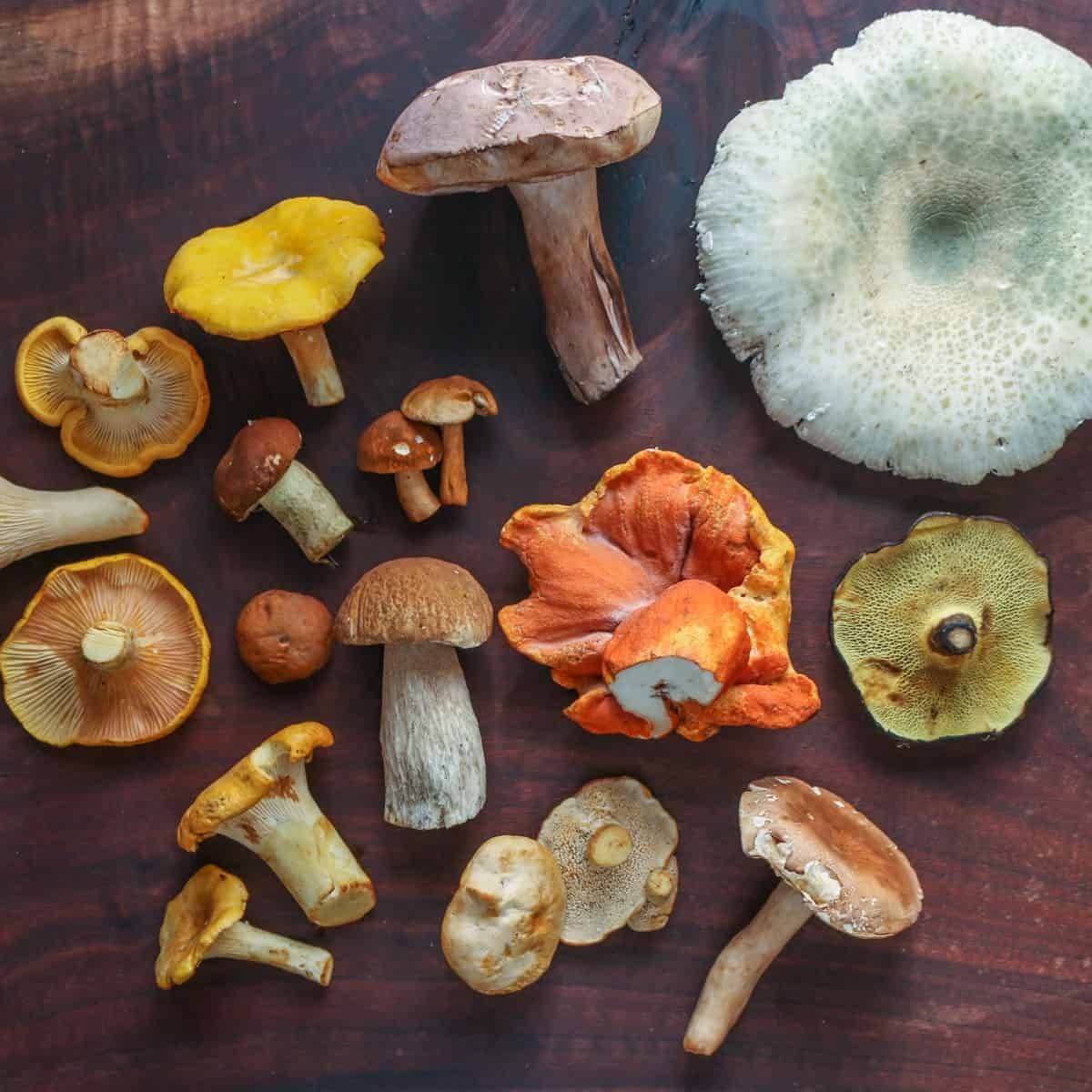 Types Of Types Of Edible Wild Mushrooms Forager Chef