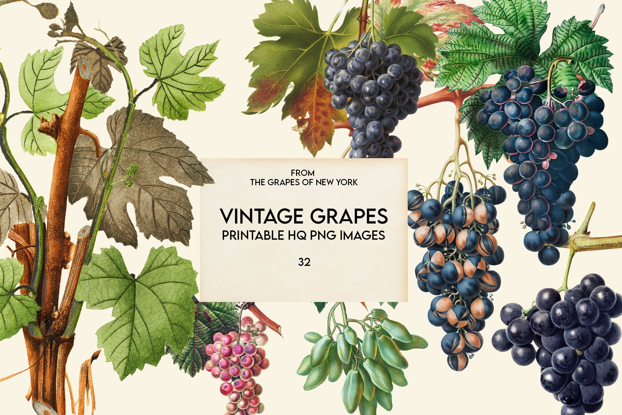 Vintage Grape Illustrations Png clip Art antique Fruits wine digital Download watercolor hand drawn printable transparent leaves graphic Etsy